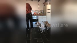 Newsflare Edit - Hungry Beagle Otto is so excited for Dinner he turns into Tigger!