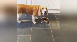 When you’ve finished your dinner but your doggy pal is still eating theirs