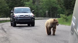 Little blonde black bear in the road, in Waterton Lakes national park, Alberta, Canada.