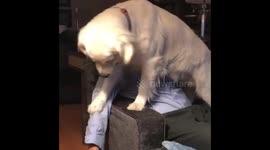 Golden retriever doesn’t want petting to end