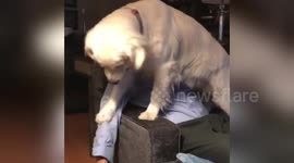 Newsflare Edit - Golden retriever doesn’t want petting to end