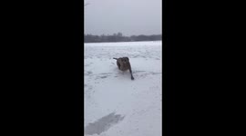 Dog called Honour in powder snow