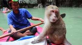Monkey crashes Thailand kayak tour