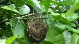 Two Birds Awaiting Their Mother 1