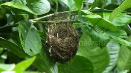 Two Birds Awaiting Their Mother 3