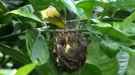 Two Birds Awaiting Their Mother 4