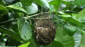 Two Birds Awaiting Their Mother 5