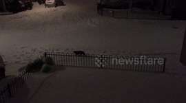 Cat making his way in the snow