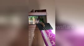 Newsflare Edit - Sassy sliding out to play