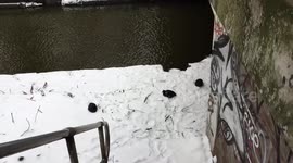 Moorhens sheltering from the cold under a bridge by frozen river