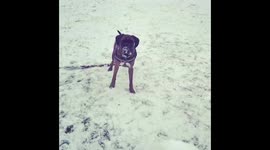 Boxerdor catching snowball