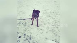Newsflare Edit - Boxerdor catching snowball