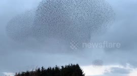 Amazing display of starling murmuration over Cumbria