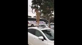 Goat uses car as a ladder to get to food on a tree
