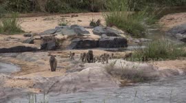 Huge troop of baboons leaping across a river - the young ones don't quite make it.