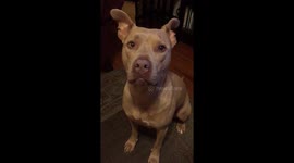 Singing dog