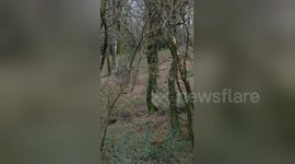 Newsflare Edit - Deer in the woods