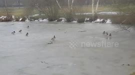 Poor duck pond is still frozen