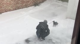 Walking Cat in snow