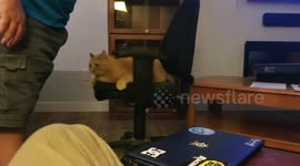Cat gets mad at owner when he tries to move him