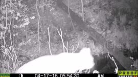 Bobcat night and day