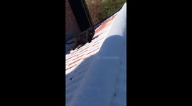 Cat on a cold slippy snowy roof