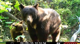 Momma bear and two cubs visit trail camera 2015