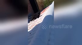 Newsflare Edit - Cat on a cold sloppy roof
