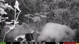 Night video of bear and cubs