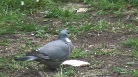 The vegan pigeon 1