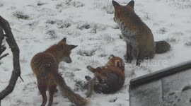 Foxes frolicking in Beast from the East snow