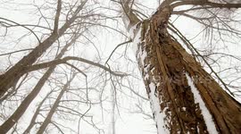 Beast from the East Tree Shots
