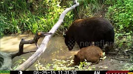 Momma bear enjoys a soak in a wilderness pond while her cubs eat and play nearby