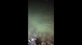 Black tip reef sharks on Galapagos