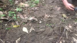 Leaf cutter ants