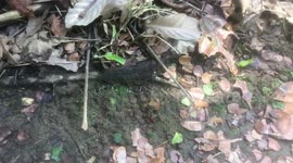 Leaf cutter ants