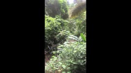 Large butterfly