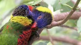 Parrots love making