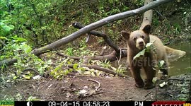 Bear Cubs play in pond and Momma bears sniffs camera