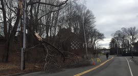 Tree blocks roadway