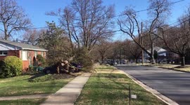 Huge Fallen Tree Crushes Car