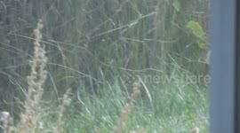 Gray Squirrel eating flowers