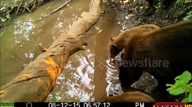 bear cubs' startled reaction