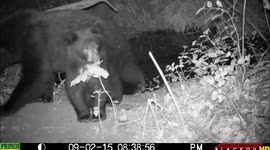 bear cub changed trail-camera angle