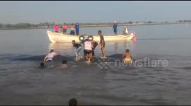 giant whale shark weighing about 1ton stranded