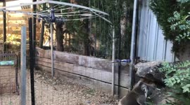 Cute Australian Koala Climbs a pole
