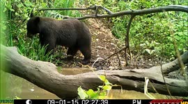 bear and cubs walk close to camera at a pond