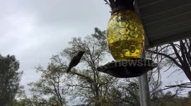 Buzzing hummingbird actively feeding on a pineapple feeder