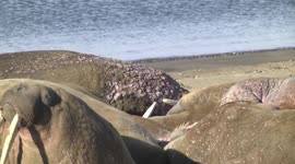 Cold Walrus male huddling up to pod