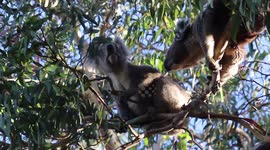 Not so cuddly now: koalas in ugly fight for territory